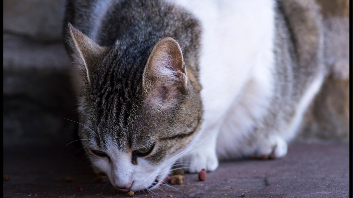 ¿Qué es la dieta BARF para gatos?