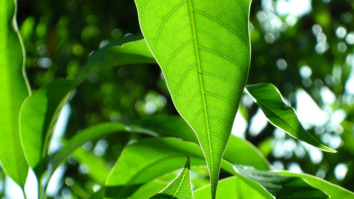 Propiedades que tienen las hojas de mango para nuestra salud