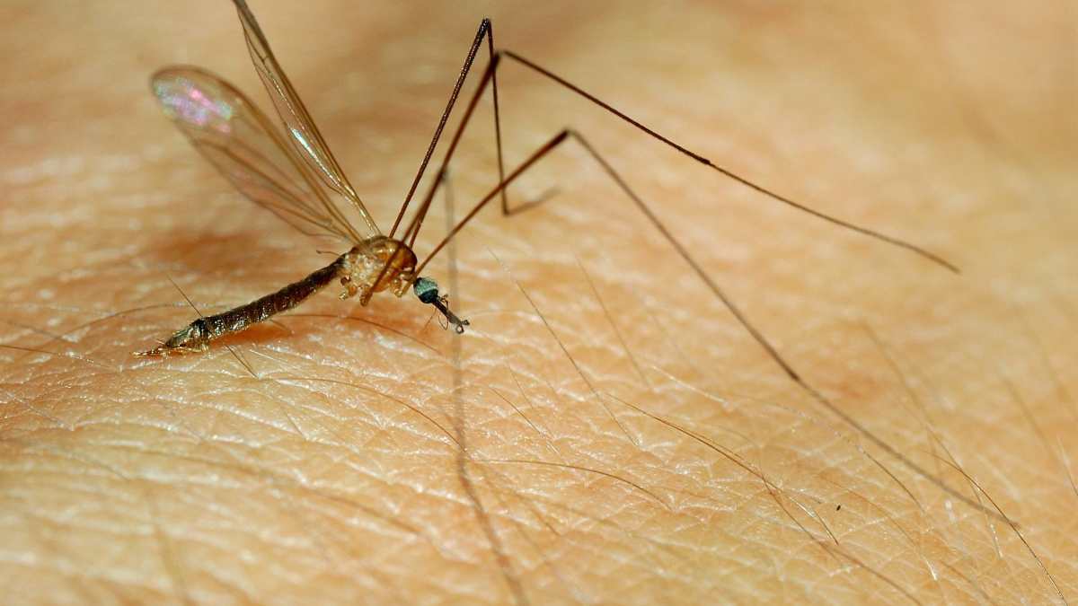 Remedios caseros contra mosquitos