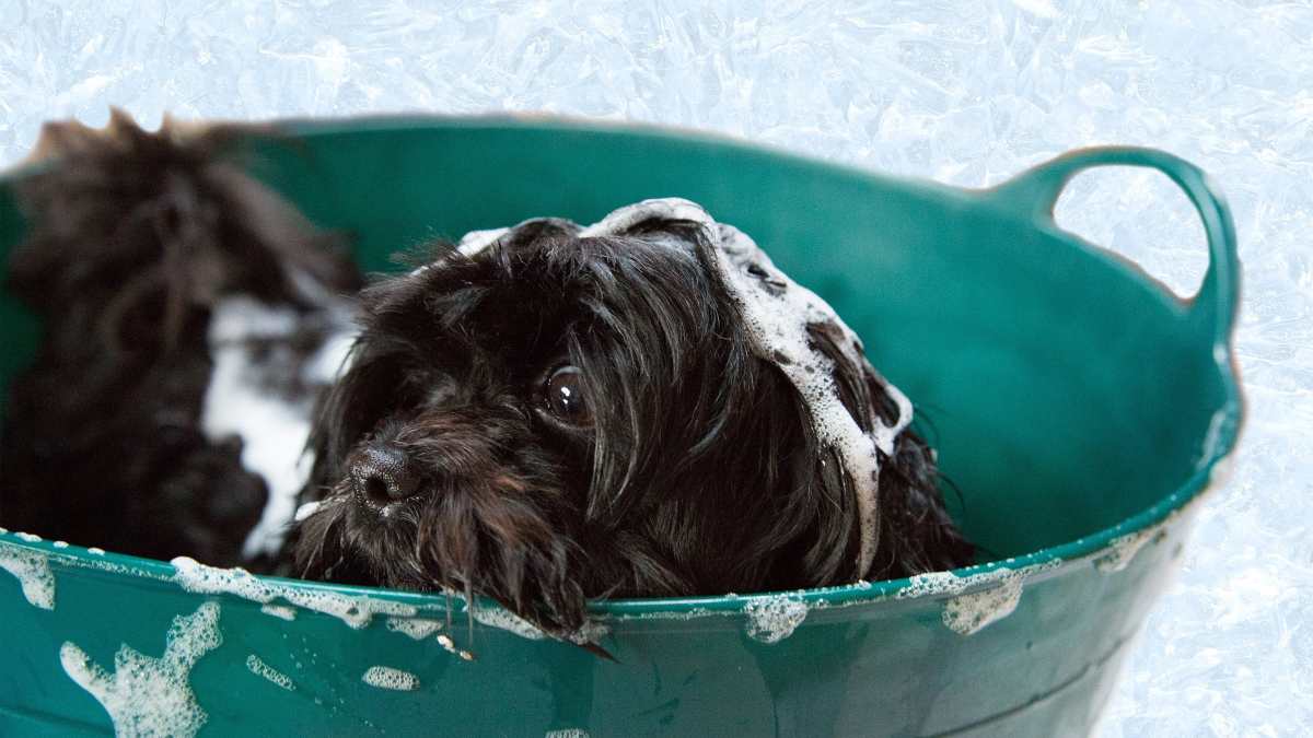 Consejos higiene para tu mascota