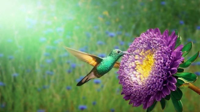 Aves que chupan el néctar de las flores