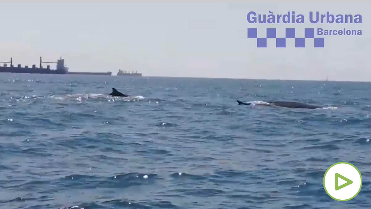 Cortan el tráfico marítimo en Barcelona por la presencia de una familia de ballenas