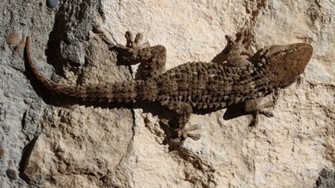 La Guardia Civil lanza una importante alerta viral sobre este animal Dragon-de-pared-1-655x368