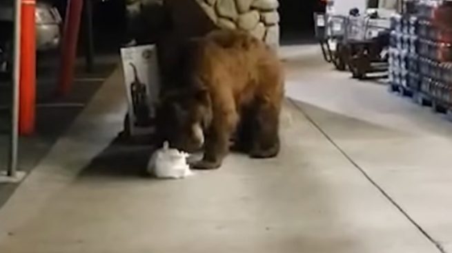Facebook: Un oso entra en un supermercado y roba una bolsa de patatas fritas