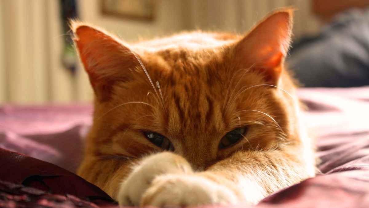 El color naranja en el gato