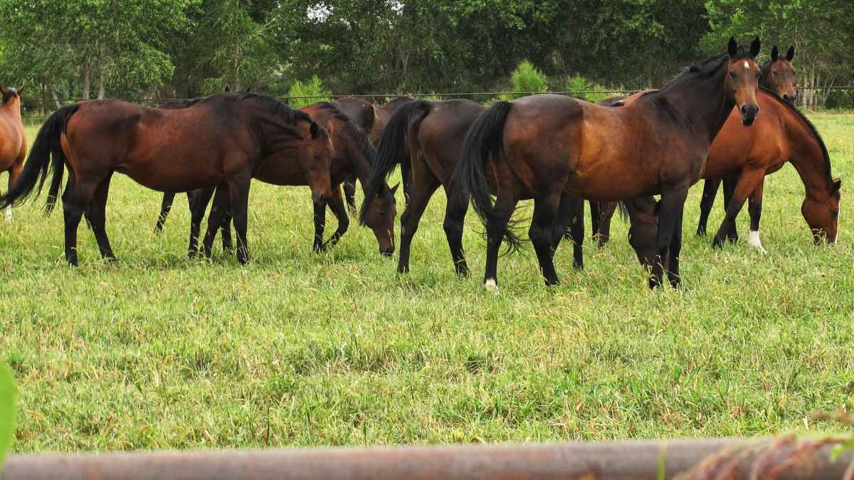 Caballo come heces, precauciones