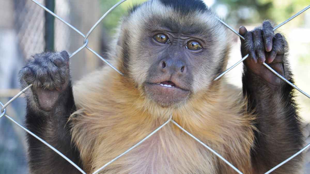 Los primates chinos pueden desaparecer
