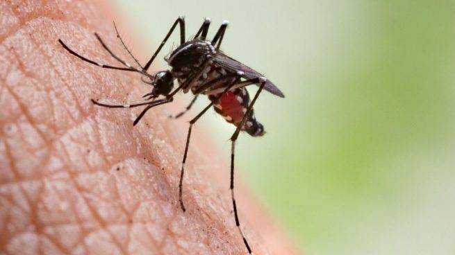 Las 5 principales enfermedades que transmiten los mosquitos