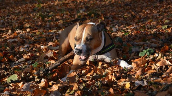 American staffordshire terrier