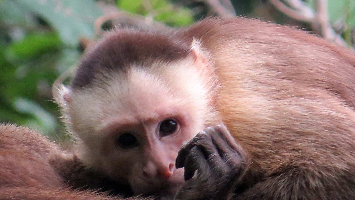 Nuevos virus de los monos podrían saltar a los humanos.