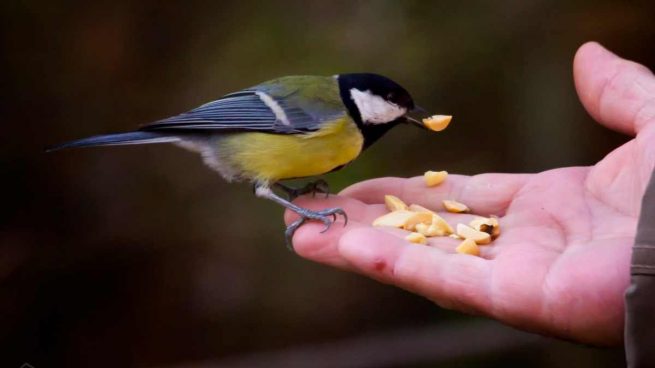 Alimentación de tus pájaros