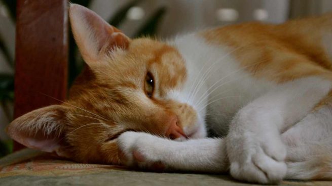 Fraseología vegetariano Tormenta Consejos para cuidar mejor de tu gato ciego