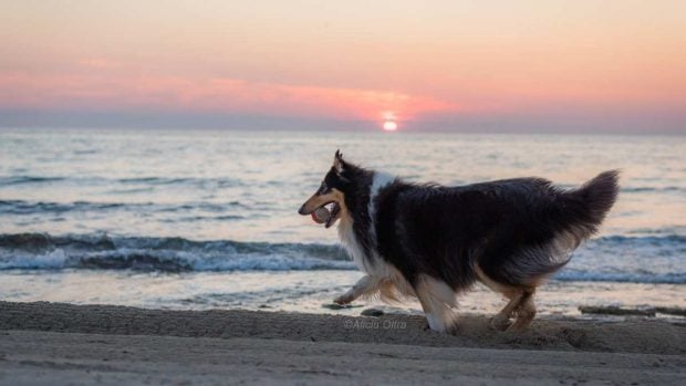 Perro en verano