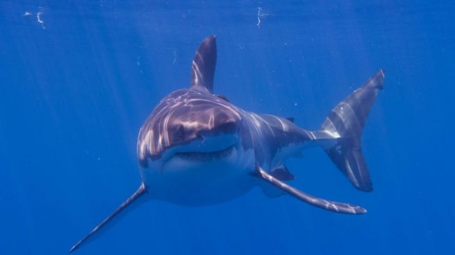 Mundo animal: ¿cómo duermen los tiburones?