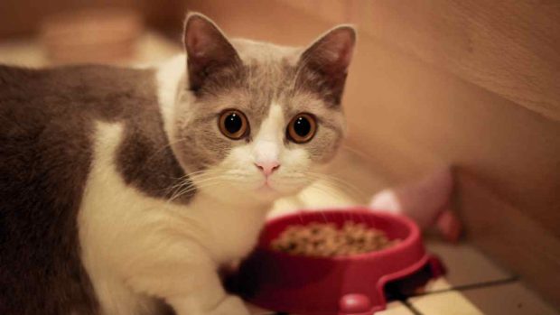 Horario de comida para tu gato