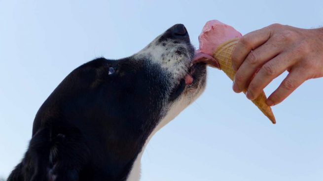 Perro come helado