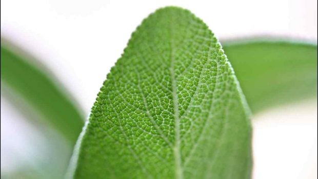 Galletas de salvia