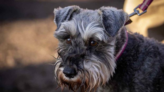 Fox terrier