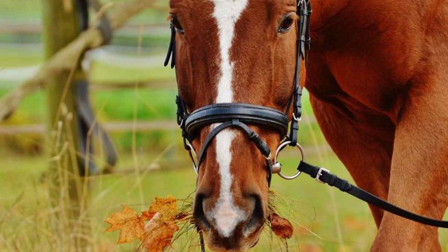 Alimentos a evitar para tu caballo