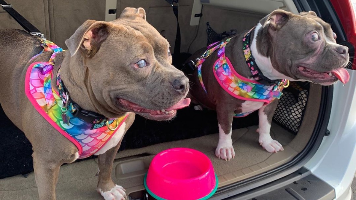 Instagram: Lula y Lily son dos perritas ciegas que fueron adoptadas juntas