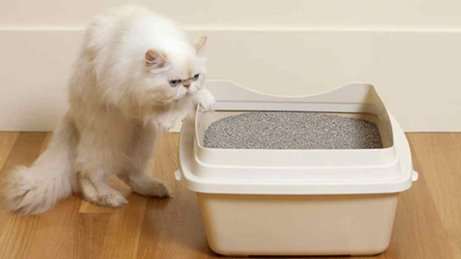 Errores que debes evitar con la caja de arena de tu gato