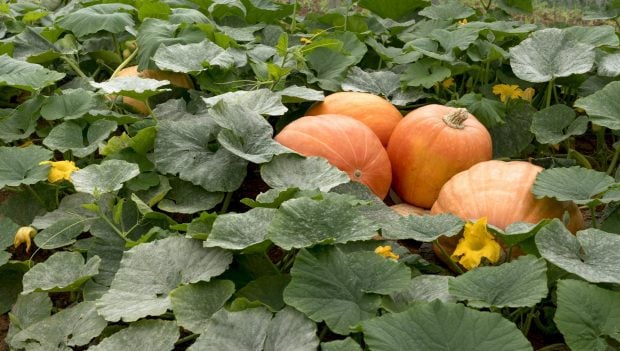 Mata de calabazas