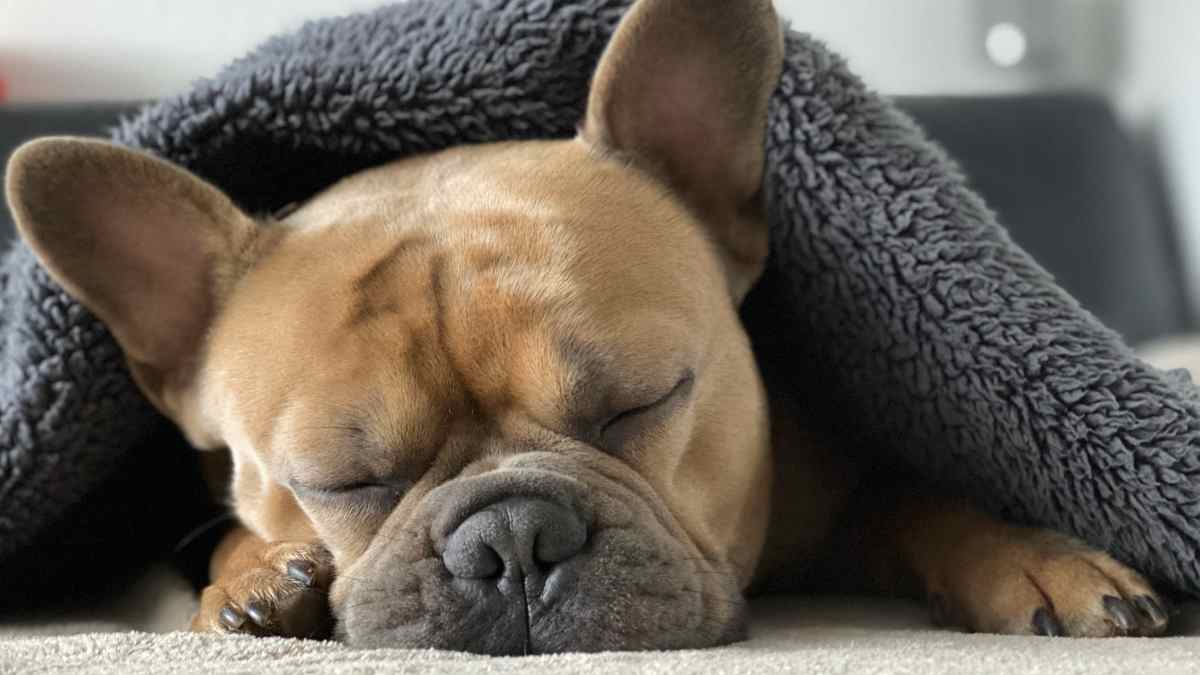 Urgencias por hematomas en perros