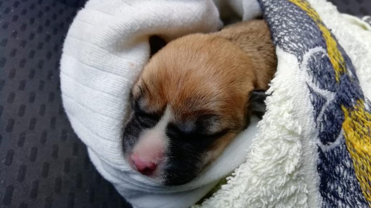 Twitter: Arroja una camada de cachorros recién nacidos a un río, solo 2 sobreviven
