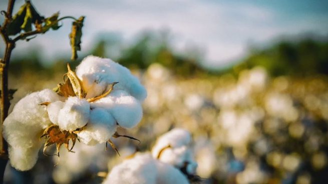 Agricultura estima la producción de algodón de la temporada en 192.400 toneladas