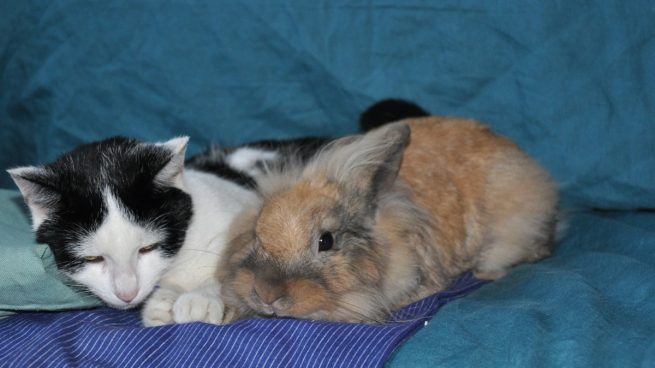 Cómo mejorar la convivencia entre gatos y conejos