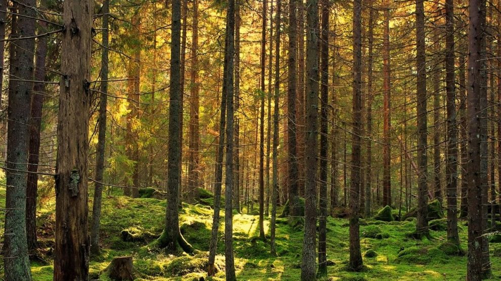 Bosque