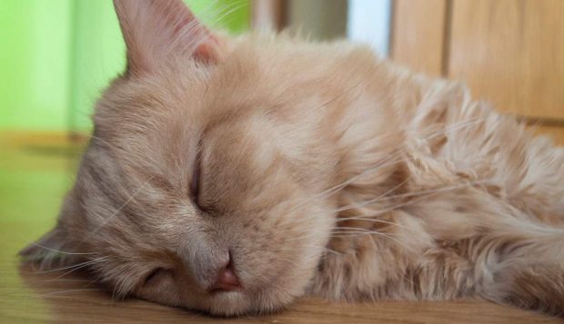 Gripe resfriado gatos: remedios caseros y trucos para