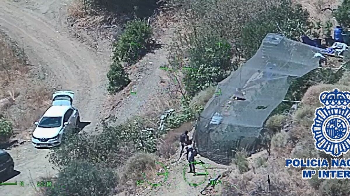 La Policía Nacional desmantela cinco plantaciones de marihuana en Los Montes de Málaga
