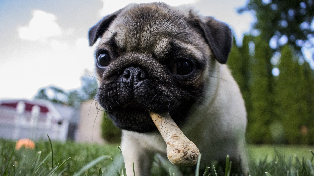 Estos son los alimentos tóxicos que no debes dar de comer a tu perro