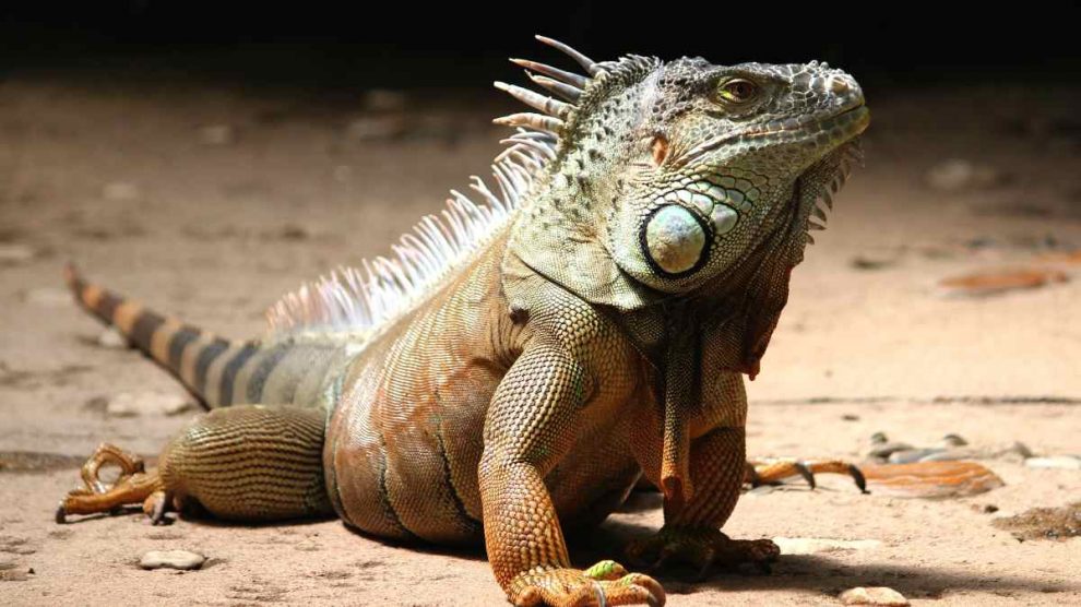 Enfermedades contagia un reptil