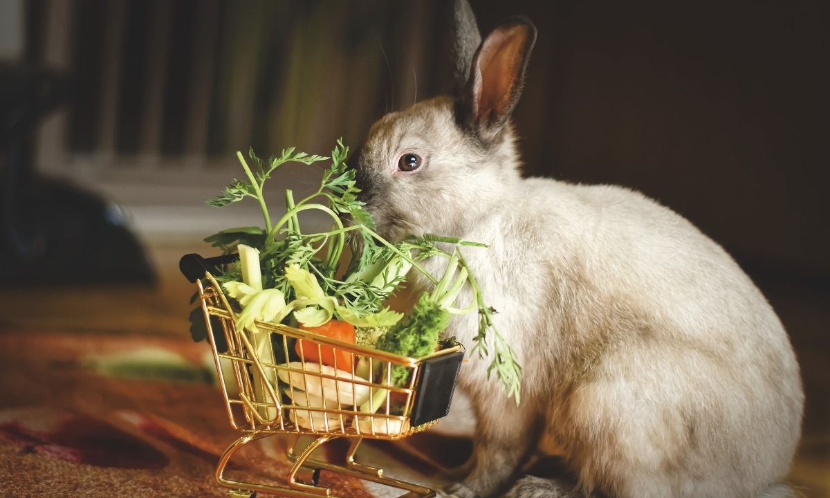 Qué dar de comer a un conejo doméstico