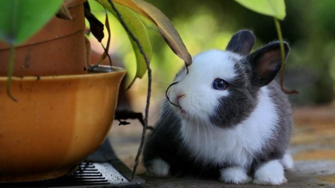 Conejo en planta