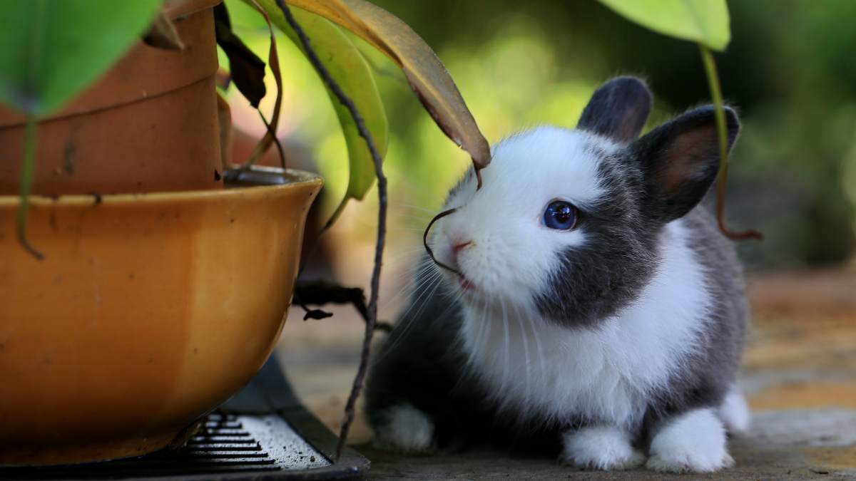 ¿Qué nos dice el conejo doméstico?