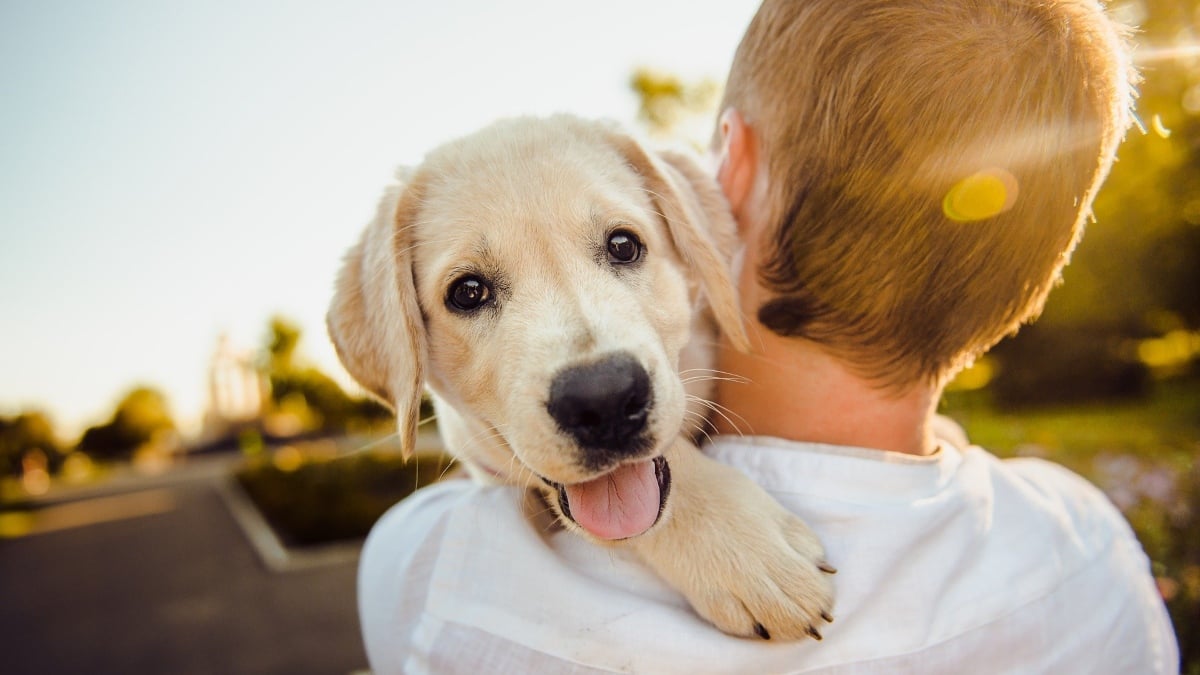 Estos son los beneficios de convivir con un perro si tienes esclerosis múltiple
