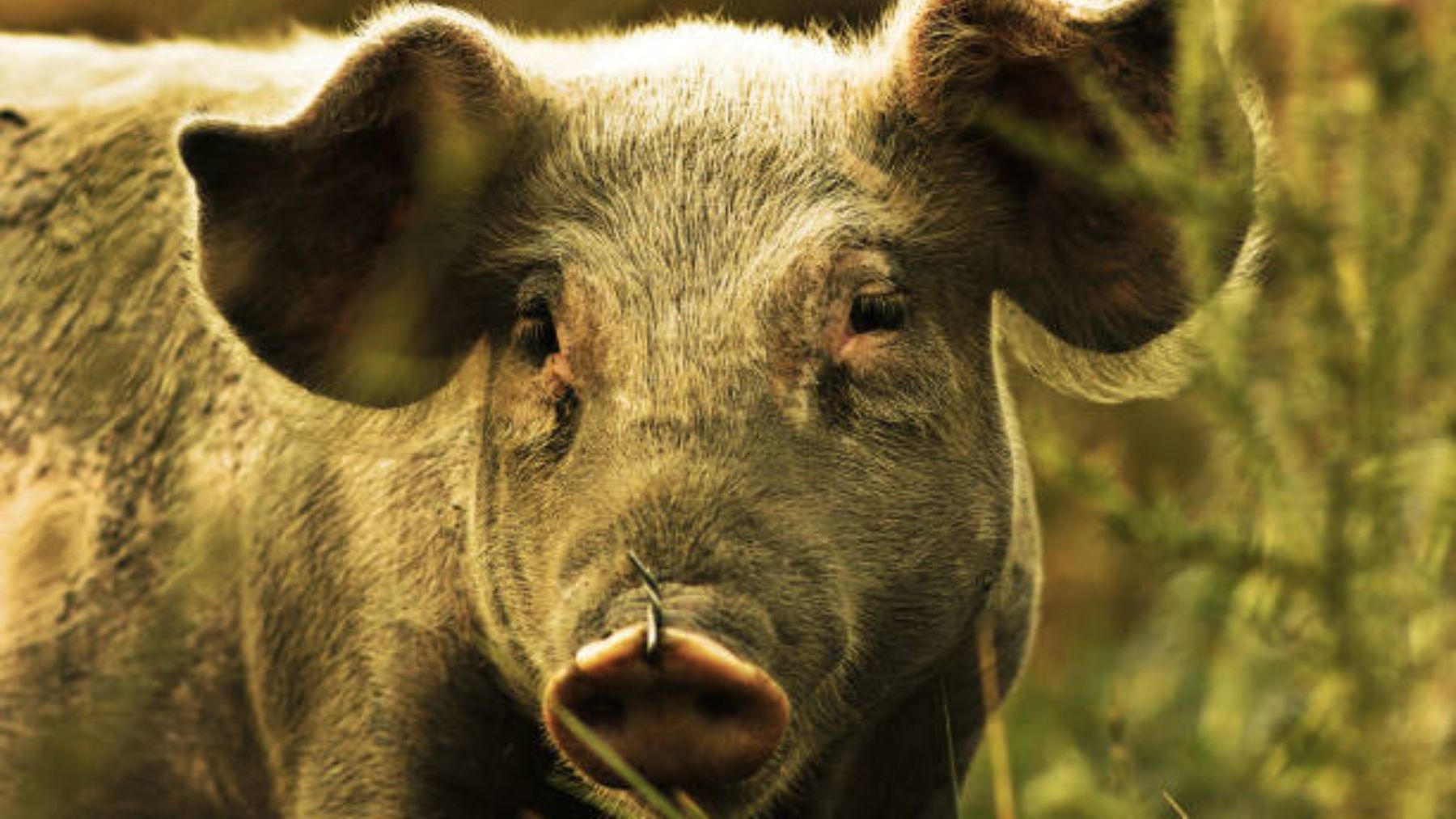 Descubre qué es la peste porcina africana que afecta a los cerdos