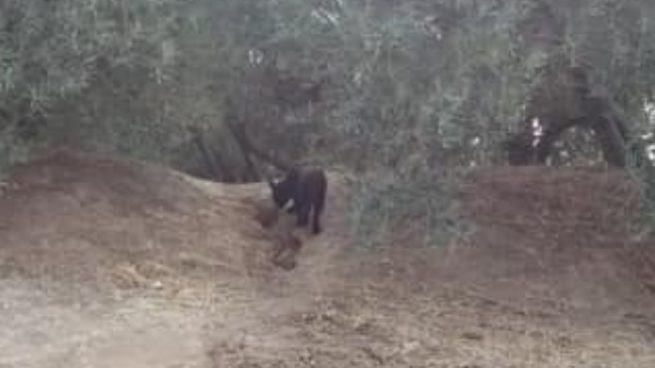 Toman una fotografía de la pantera negra que se busca en Ventas de Huelma (Granada)