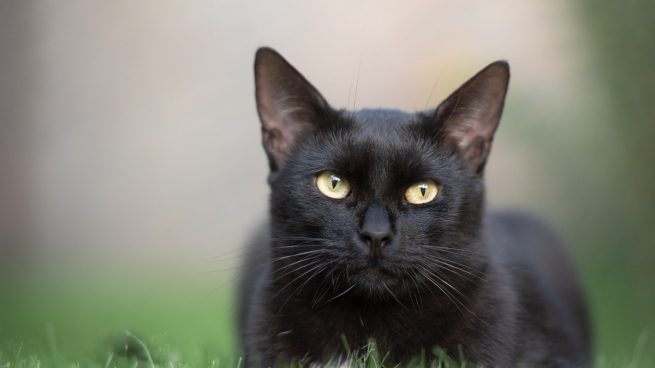 Pantera Granada: Desvelado el misterio de la pantera negra de Ventas de  Huelma, era un simple gato