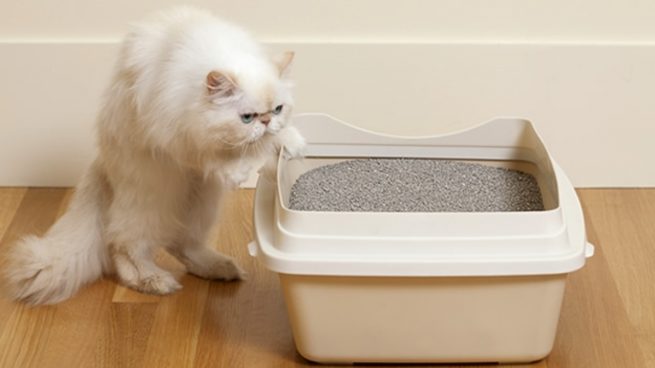 Caja de arena gato