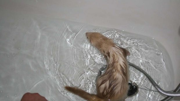 Bañando a tu hurón