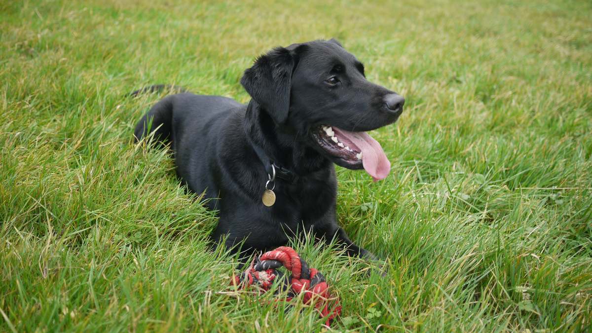 Enfermedades de los perros labradores