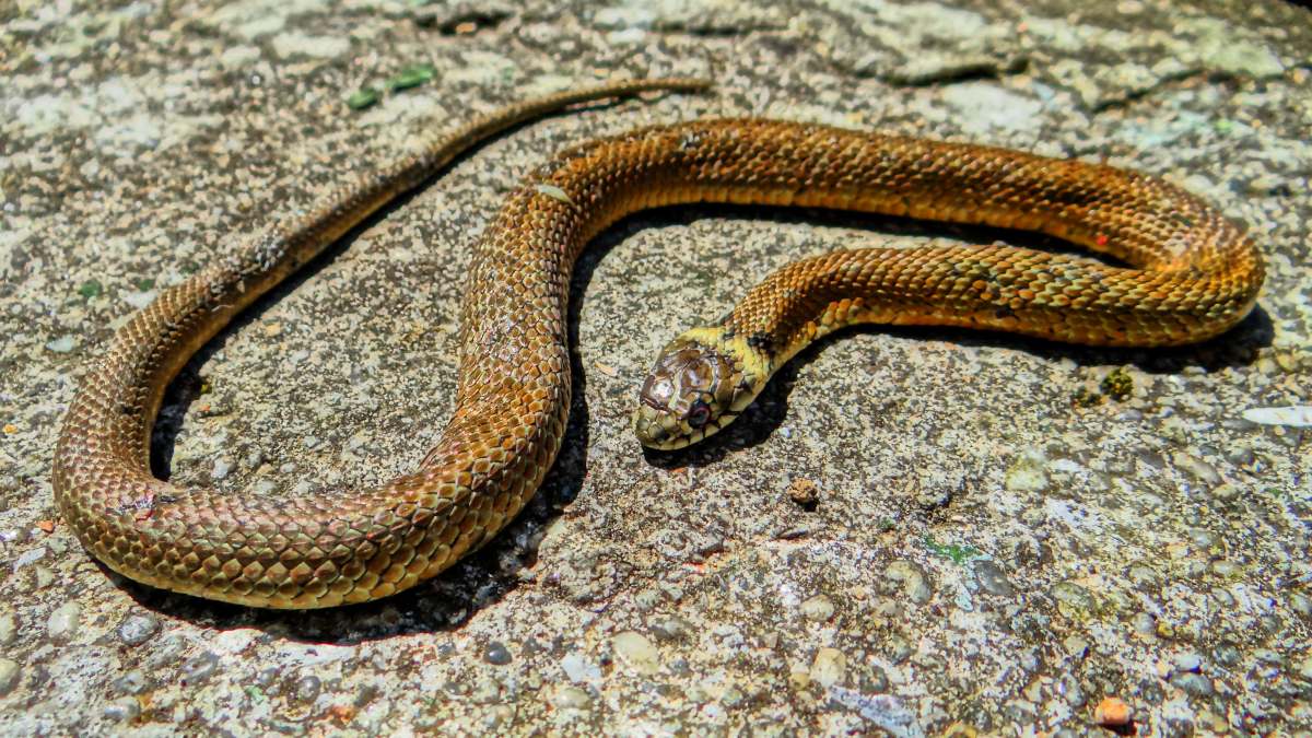 ¿Puedes tener una serpiente como animal de compañía? ¿Puedes tener una serpiente como animal de compañía?