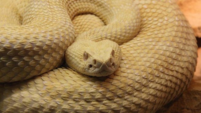 tener una serpiente como animal de compañía?
