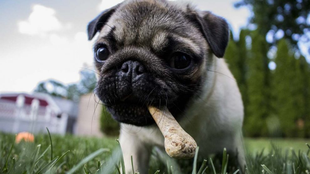 Multivitaminas para perros pequeños