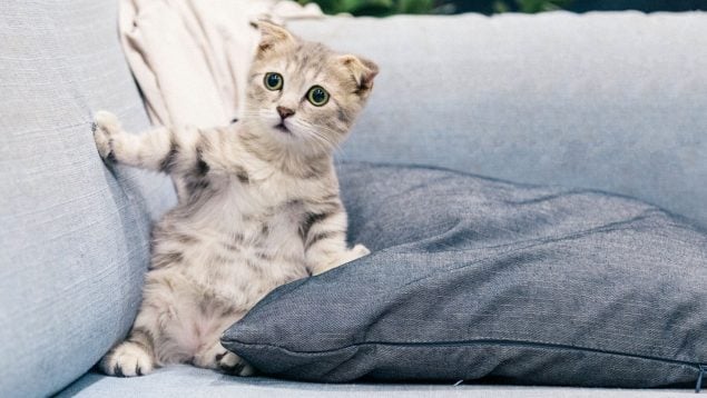 Evitar que el gato arañe el sofá