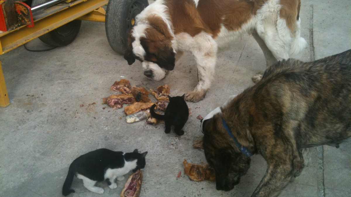 Cómo darle carne cruda a tu perro, la mejor dieta para tu mascota